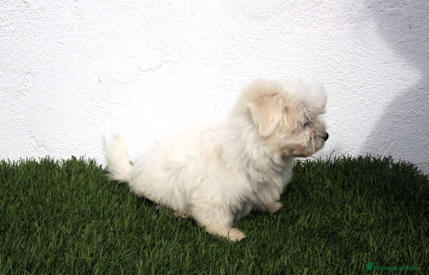 Bichón Maltés perros en venta: Bichon Maltes  - Anuncio 3