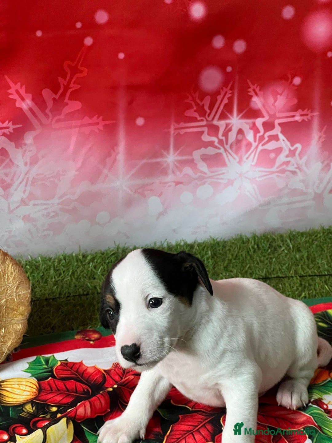 Jack Russell Terrier perros en venta: JACK RUSSELL MINI - Anuncio 2