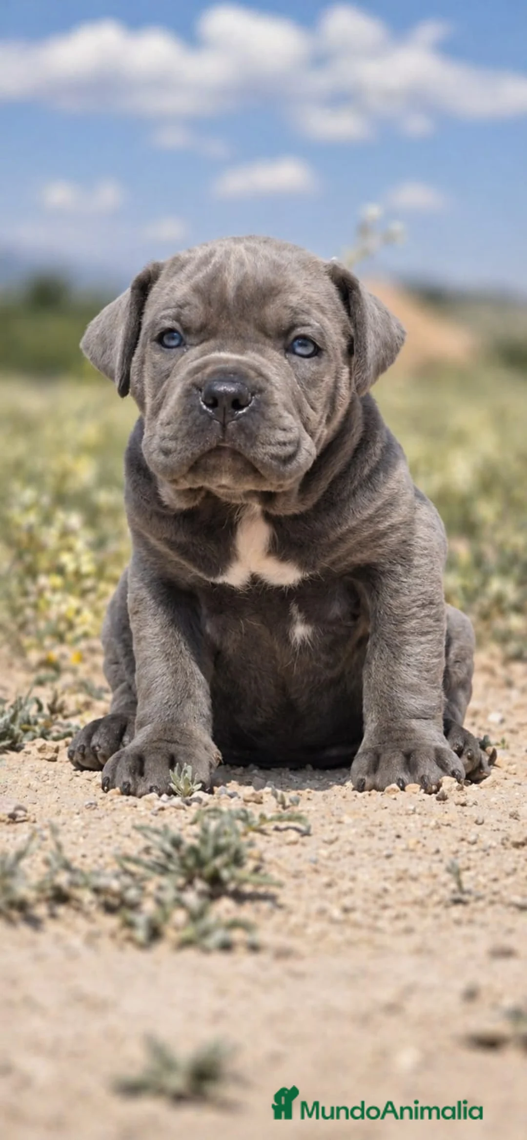 Cane Corso perros en venta: Cachorros de Cane Corso - Anuncio 1