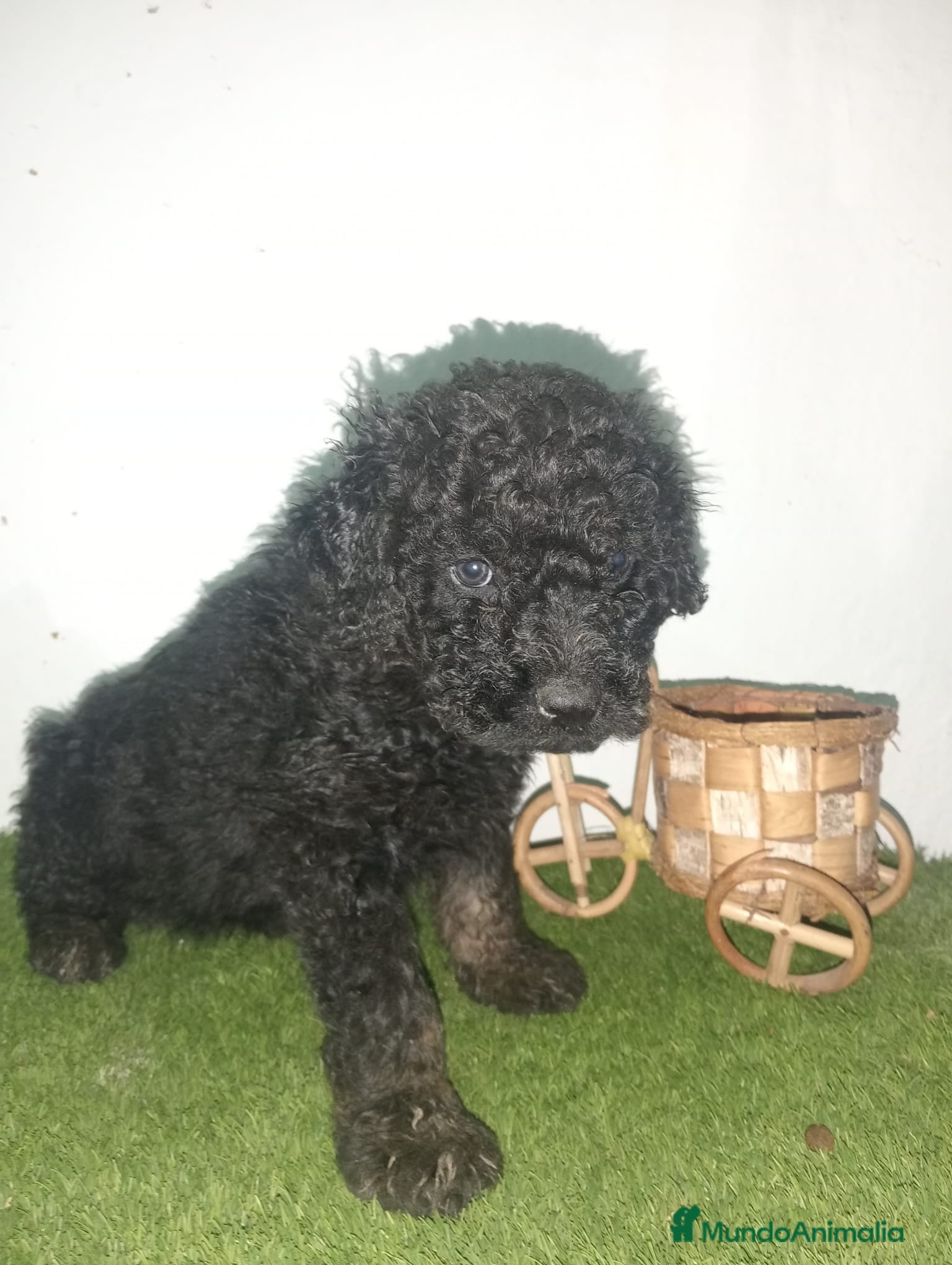 Perro de Agua Español perros Perros de agua  - Anuncio 17