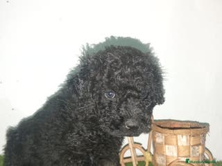 Perro de Agua Español perros Perros de agua - Anuncio 17