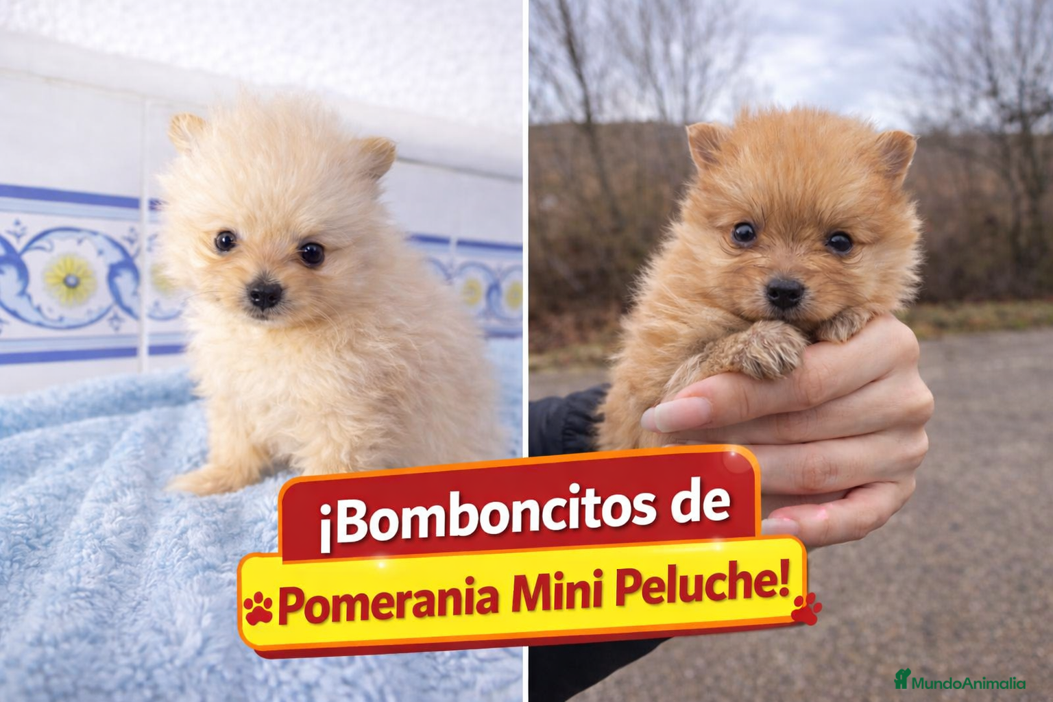 Pomerania perros Pomeranias mini peluches - Anuncio 1