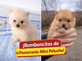Pomerania perros Pomeranias mini peluches - Anuncio 10