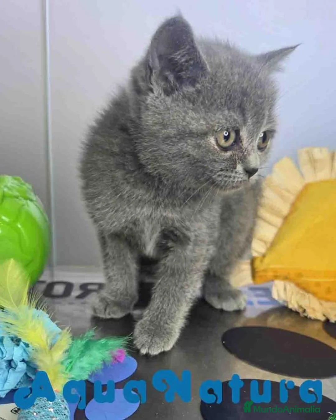 Británico de Pelo Corto Azul gatos en venta: British Hembra 6341 AQUANATURA - Anuncio 7
