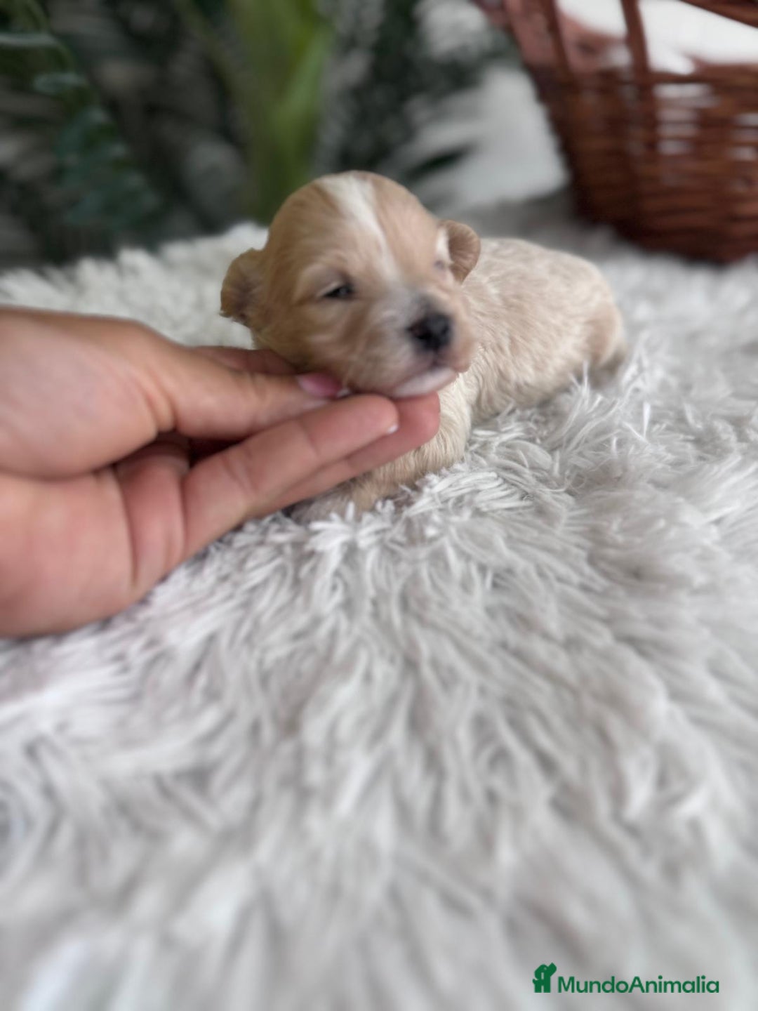 Maltipoo perros en venta: MALTIPOO MACHO - Imagen 6