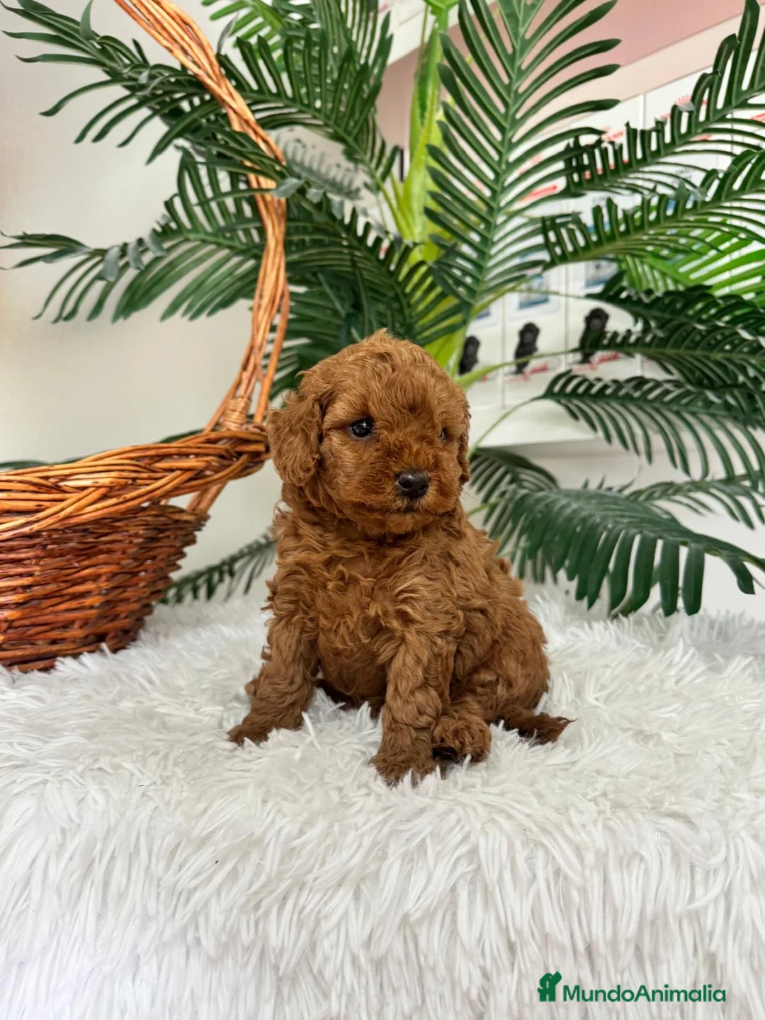 Caniche Toy perros en venta: CANICHE TOY HEMBRA - Anuncio 2