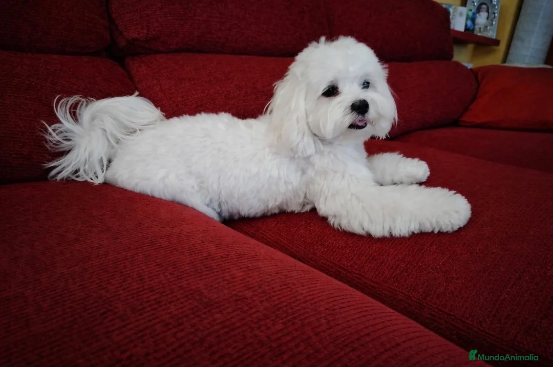 Bichón Maltés perros en venta: Bichón Maltés  - Anuncio 3