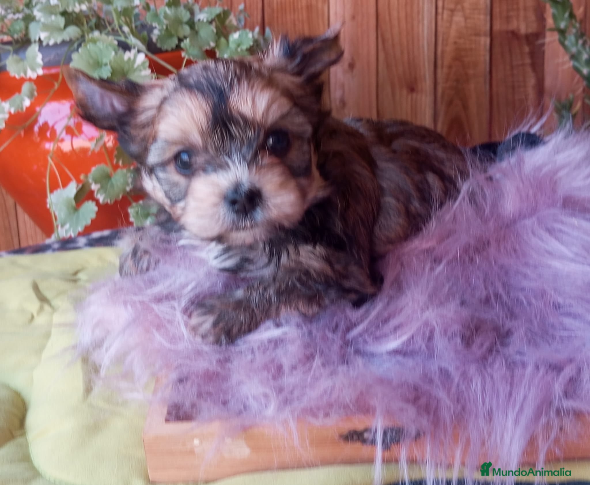 Yorkshire Terrier perros Preciosas Cachorras Morky - Anuncio 1