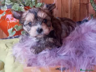 Yorkshire Terrier perros Preciosas Cachorras Morky - Anuncio 25