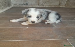 Border Collie perros en venta: BORDER COLLIE - Imagen 4