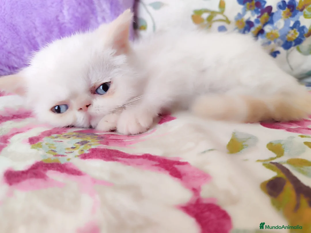 Himalayo gatos en venta: Espectacular macho Himalayo en Madrid - Anuncio 4