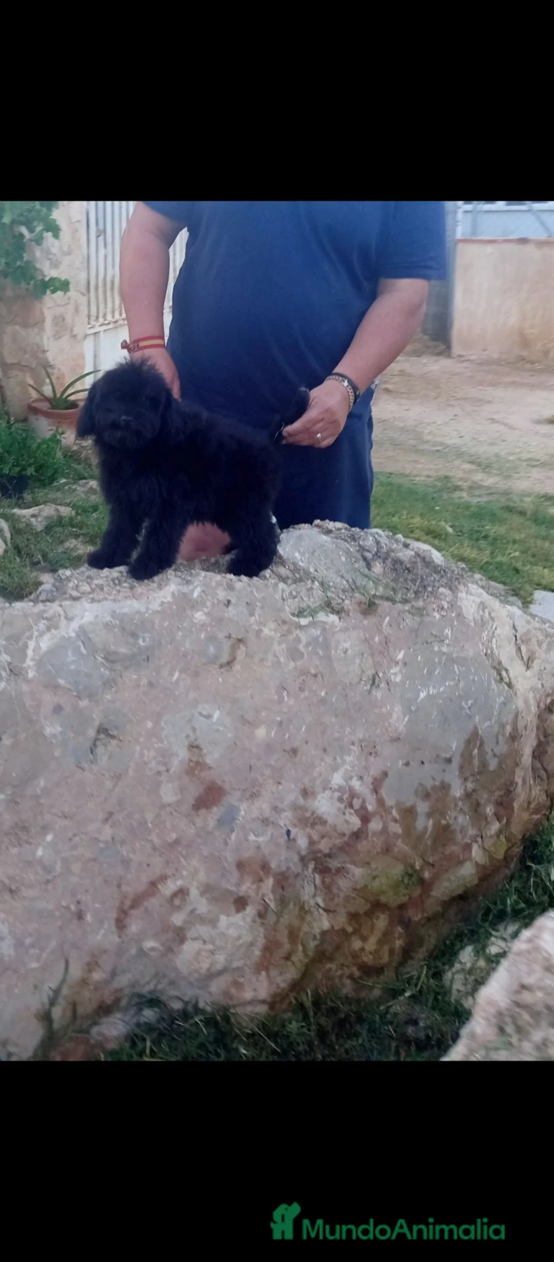 Caniche Toy perros en venta: Caniche, toy y minitoy  - Anuncio 2