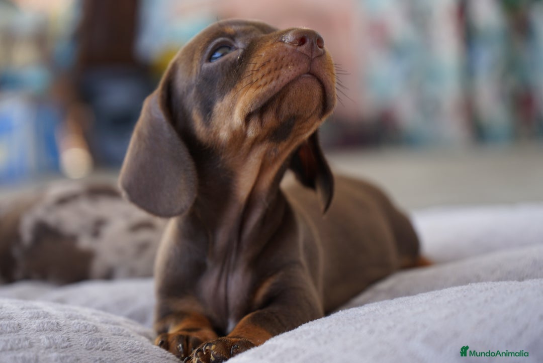 Teckel Miniatura perros en venta: ✨ Presentamos a Lola, teckel miniatura chocolate ✨ - Imagen 4