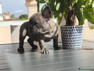 Bulldog Francés perros - Anuncio 2