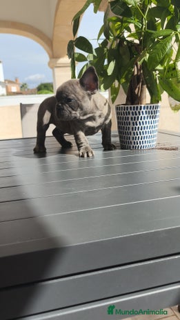 Bulldog Francés perros - Anuncio 8