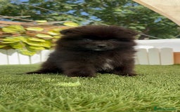 Pomerania perros en venta: POMERANIA MACHO - Imagen 3