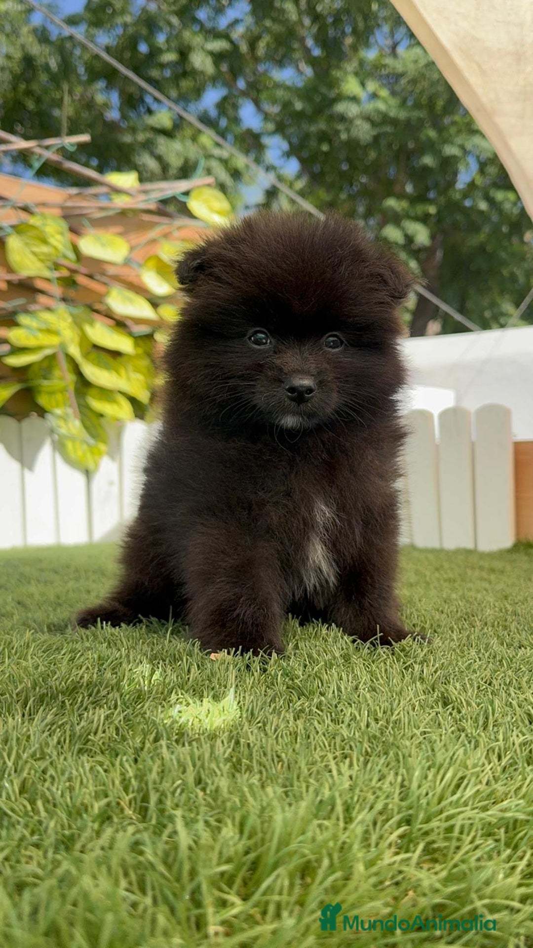 Pomerania perros en venta: POMERANIA MACHO - Imagen 3