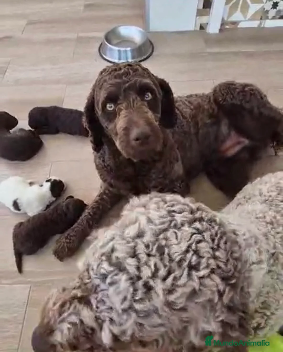 Perro de Agua Español perros en venta: Camada de perro de agua español 🐾🔥 - Anuncio 6