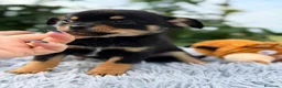 Pomchi perros en venta: ÚLTIMO MACHO PONSKY DISPONIBLE - Anuncio 4