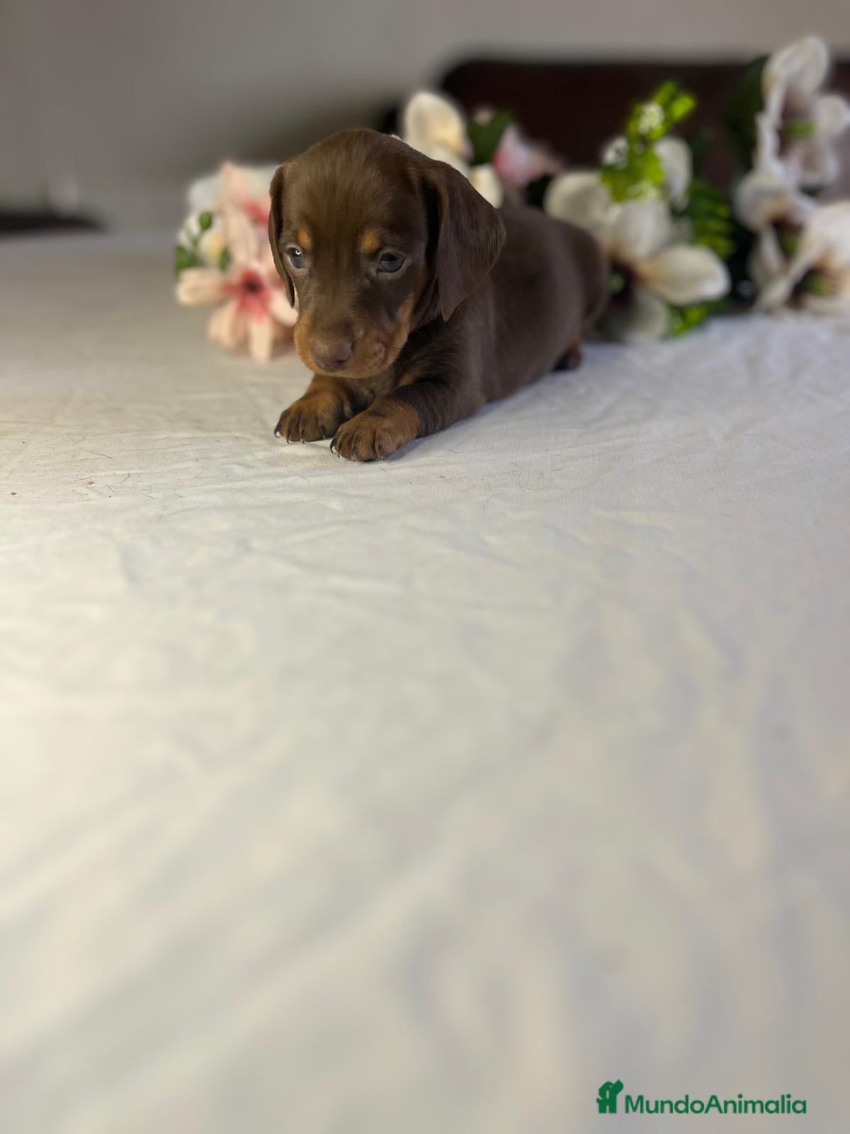 Teckel Miniatura perros Cachorra mini chocolate  - Anuncio 1