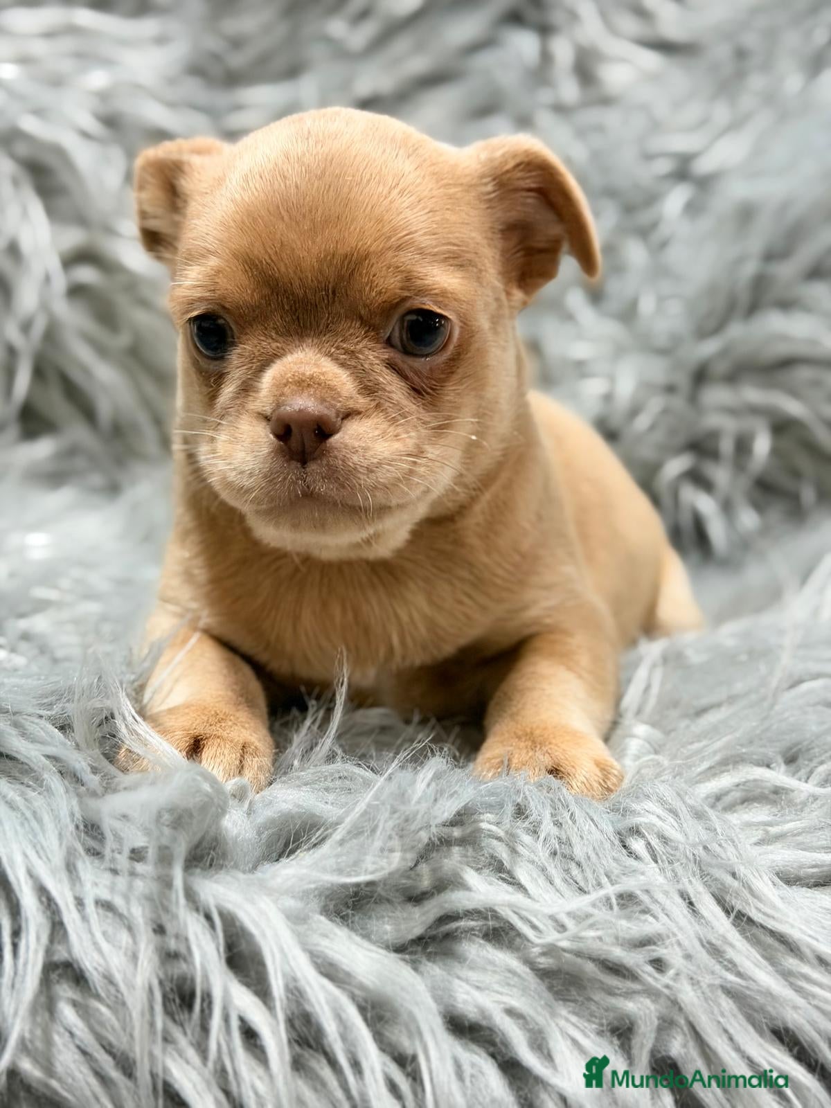 Chihuahua perros CHIHUAHUA MACHO - Anuncio 1
