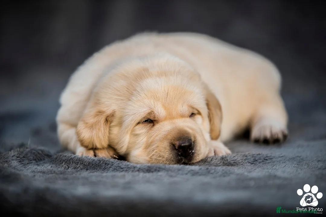 Labrador Retriever perros en venta: Cachorros de labrador retrievers amarillos - Anuncio 9
