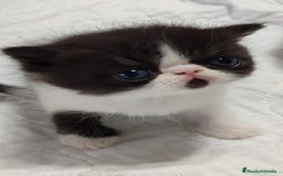 Persa gatos en venta: Camada gatitos raza persa - Imagen 4