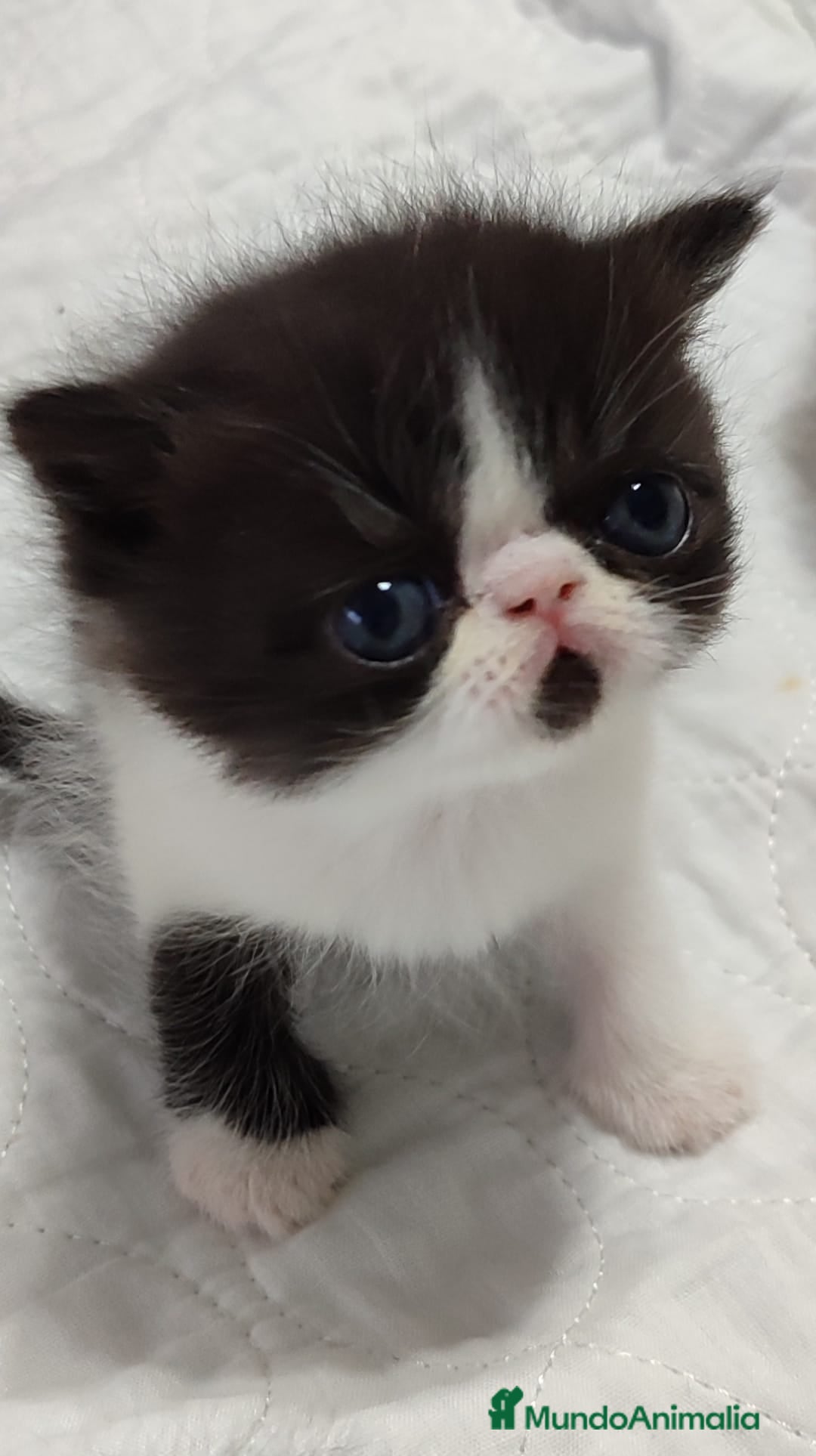 Persa gatos en venta: Camada gatitos raza persa - Imagen 4