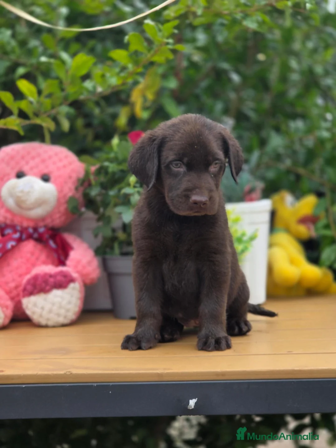 Labrador Retriever perros en venta: Preciosa camada labrador chocolate  - Anuncio 4
