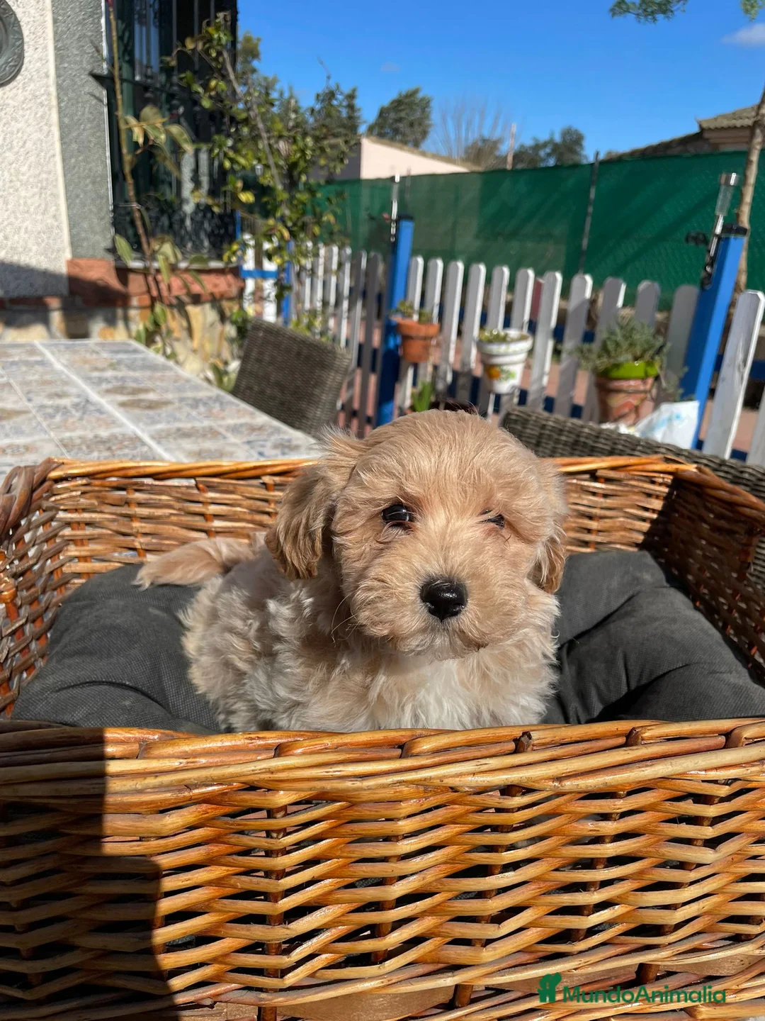 Maltipoo perros en venta: Camada maltipoo  - Anuncio 1