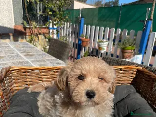 Maltipoo perros Camada maltipoo - Anuncio 1