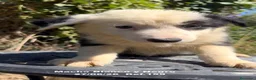 Border Collie perros en venta: BORDER COLLIE DE VILLA BIZNAGA - Anuncio 21