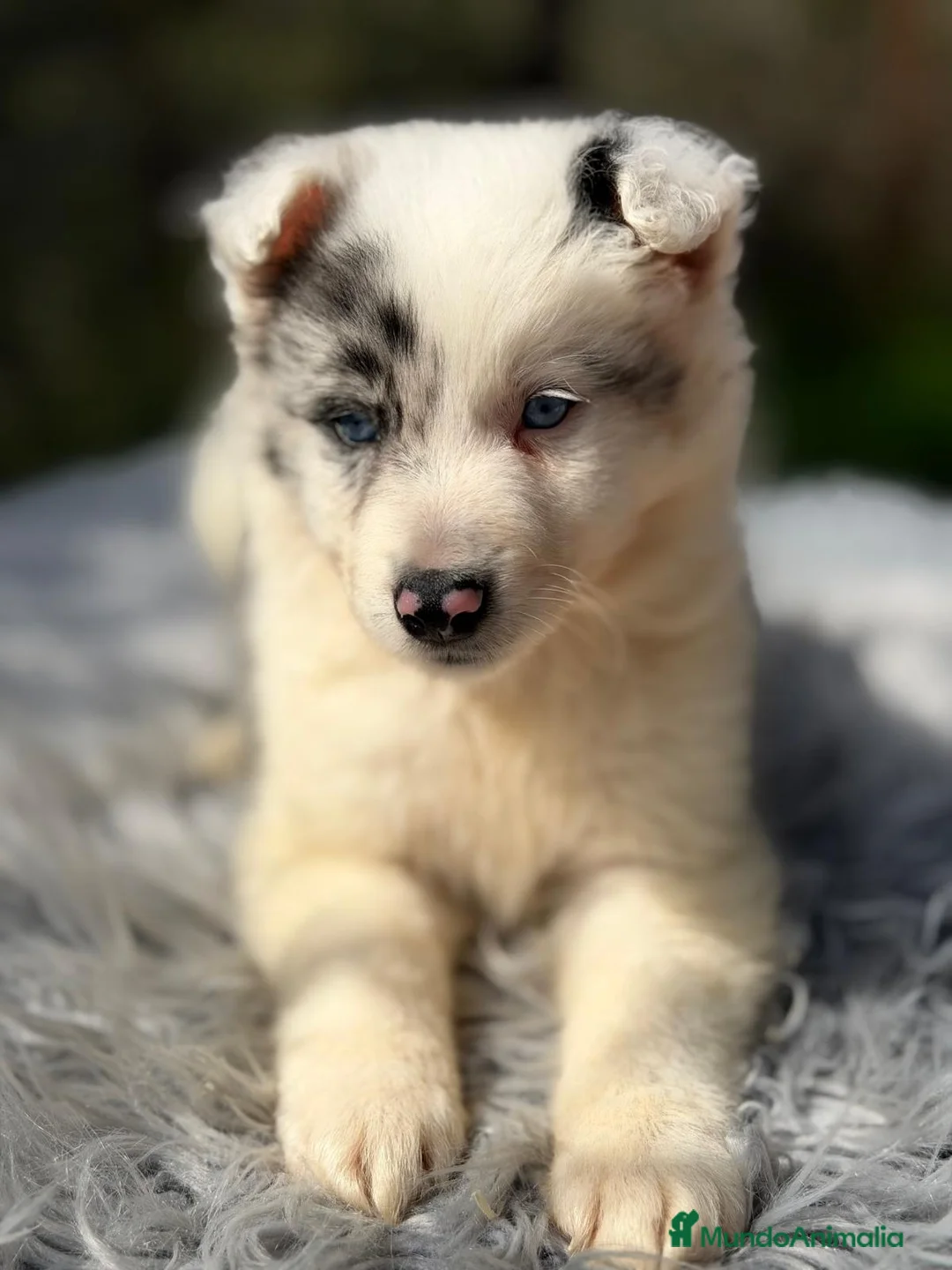 Border Collie perros en venta: BORDER COLLIE BLUE MERLE MACHO - Anuncio 4