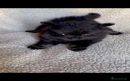 Pomerania perros en venta: Hembra pomerania toys  - Imagen 1