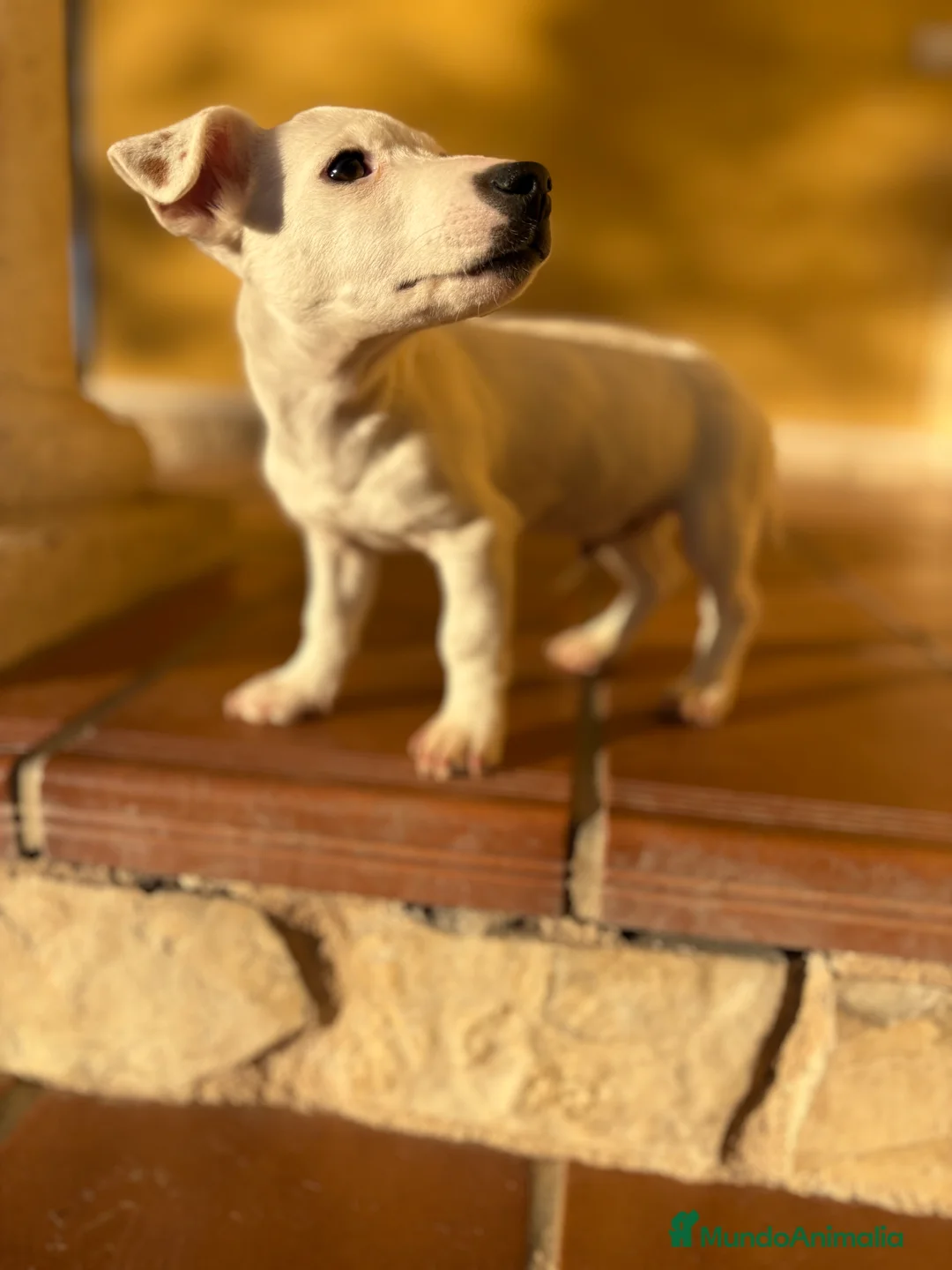 Jack Russell Terrier perros en venta: Cachorro macho de Jack Russell  - Anuncio 19