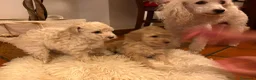 Caniche Enano perros en venta: Caniches enanos  - Anuncio 2