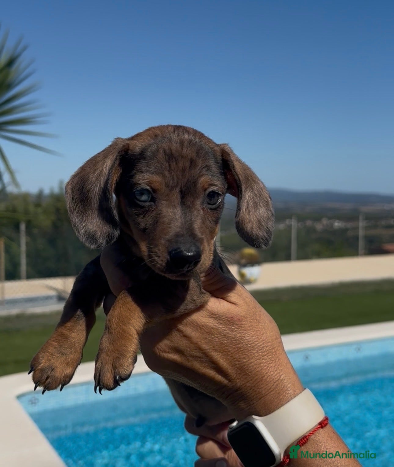 Teckel Miniatura perros TECKEL MINIATURA ARLEQUÍN – MACHITO 🐾🤎 - Anuncio 1