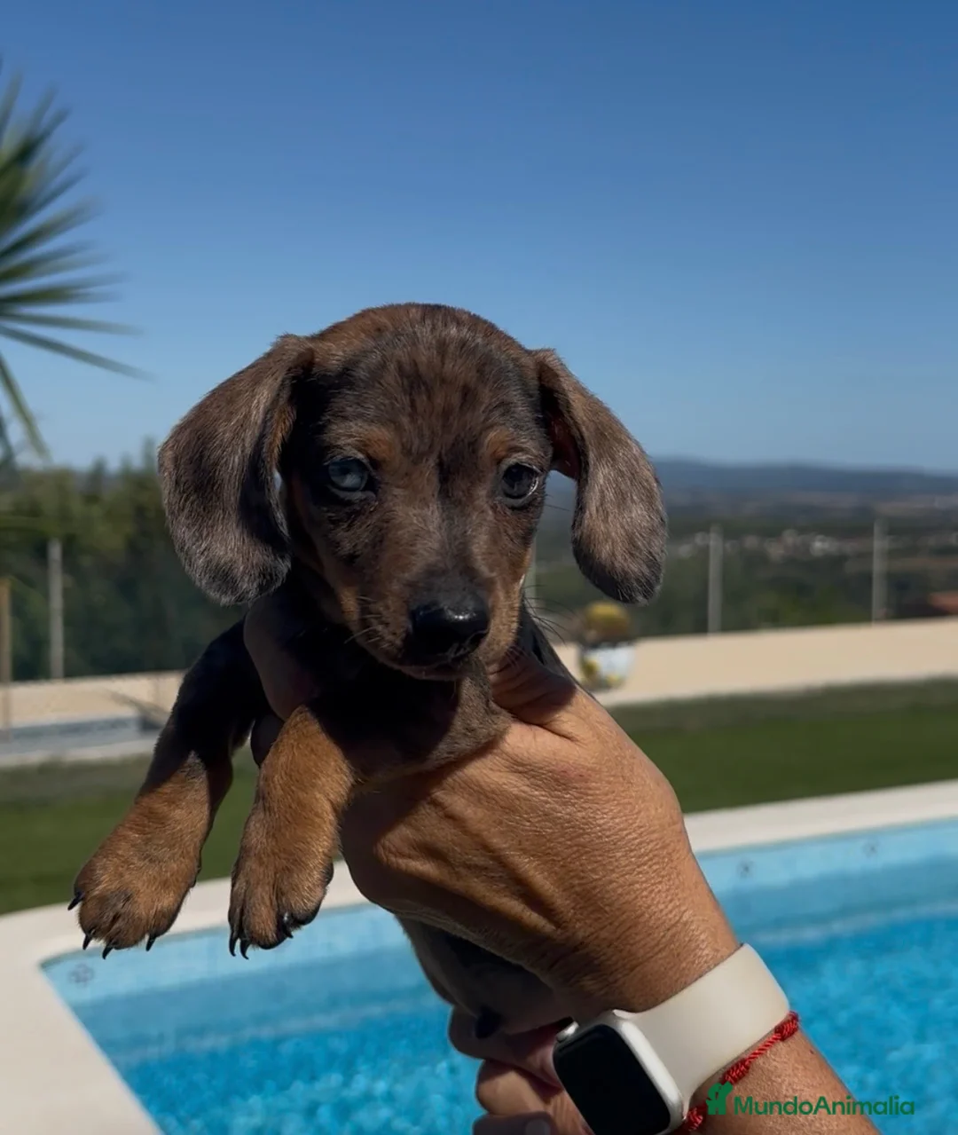 Teckel Miniatura perros en venta: TECKEL MINIATURA ARLEQUÍN – MACHITO 🐾🤎 - Anuncio 1