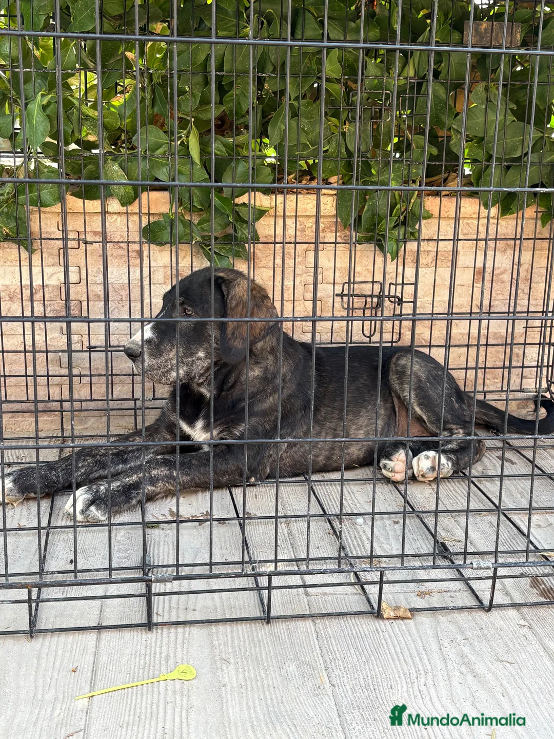 Pastor de Asia Central perros en venta: Cachorro alabai - Anuncio 5