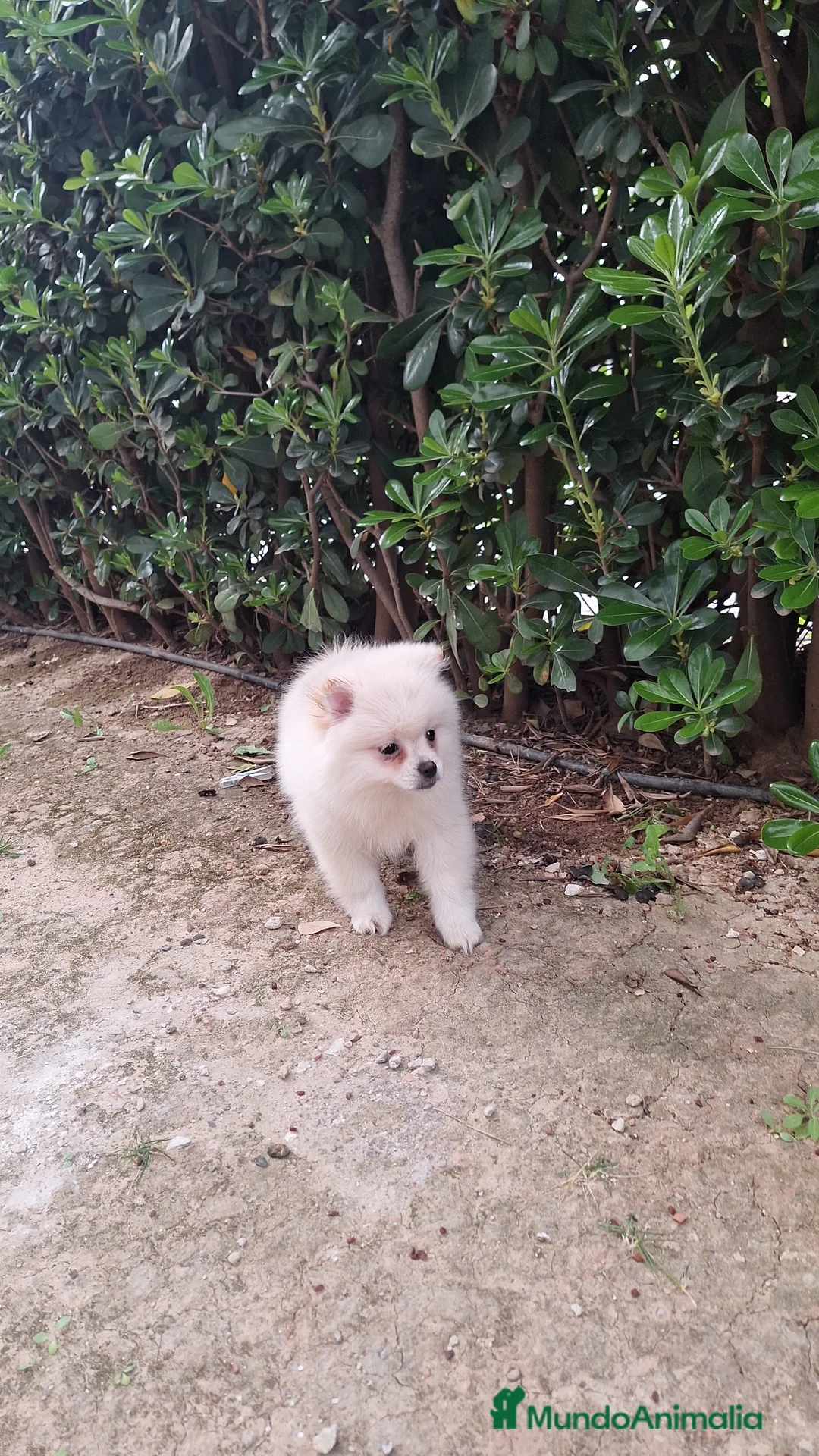 Pomerania perros en venta: Pomerania  - Anuncio 2