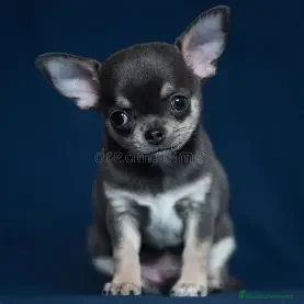 Chihuahua perros en venta: PRECIOSOS CHIHUAHUA BLUE en Alicante - Anuncio 1