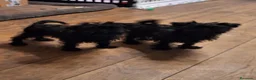 Affenpinscher perros en venta: Rares cachorros de Affenpinscher - Anuncio 2