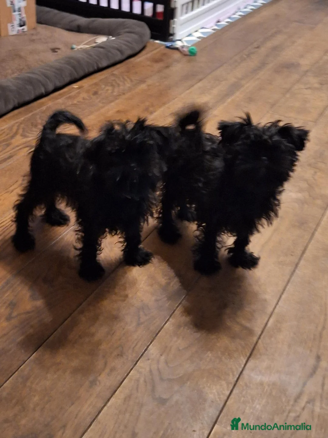 Affenpinscher perros en venta: Rares cachorros de Affenpinscher - Anuncio 2