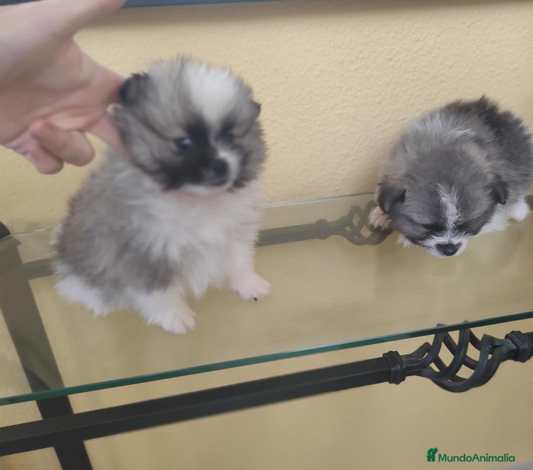 Pomerania perros en venta: Pomerania  - Anuncio 13
