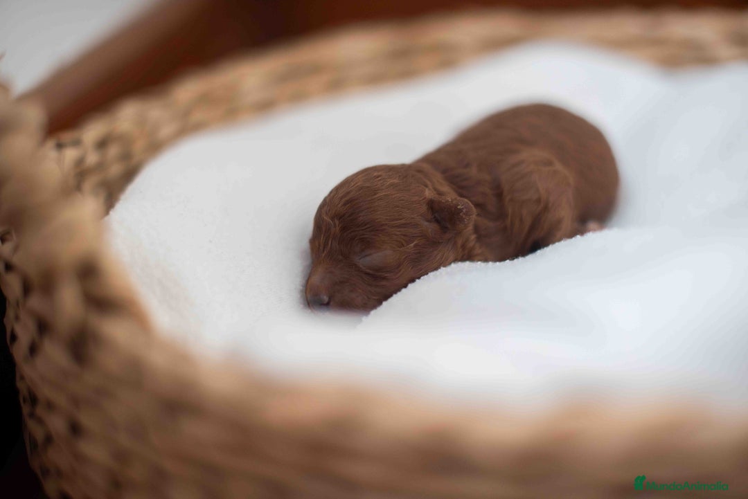 Caniche Toy perros en venta: Caniche toy rojo intenso - Anuncio 5