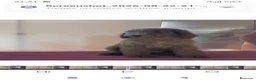 Caniche Gigante perros en venta: Caniche gigante  - Anuncio 2