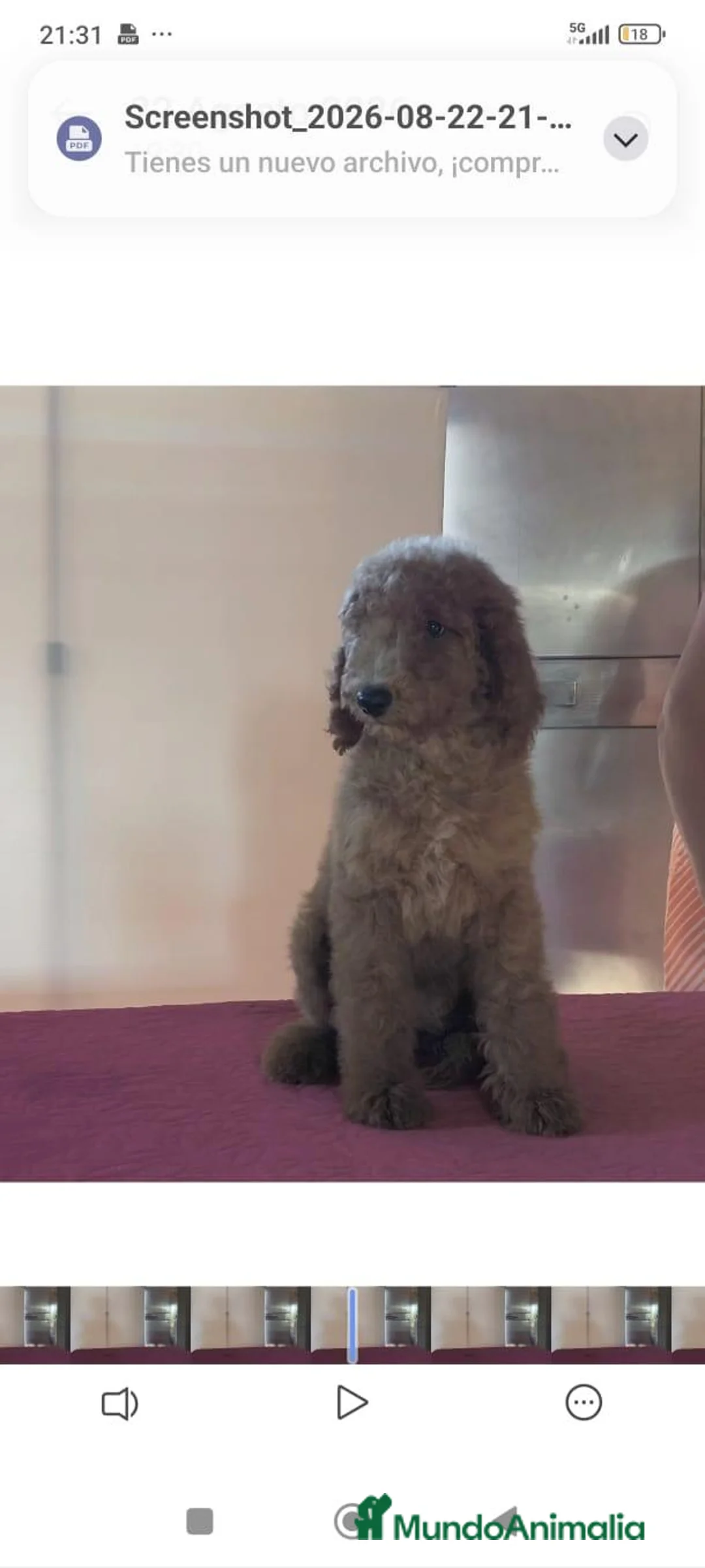Caniche Gigante perros en venta: Caniche gigante  - Anuncio 2