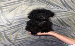 Caniche Toy perros en venta: HEMBRA CANICHE TOY/MINI - Imagen 3