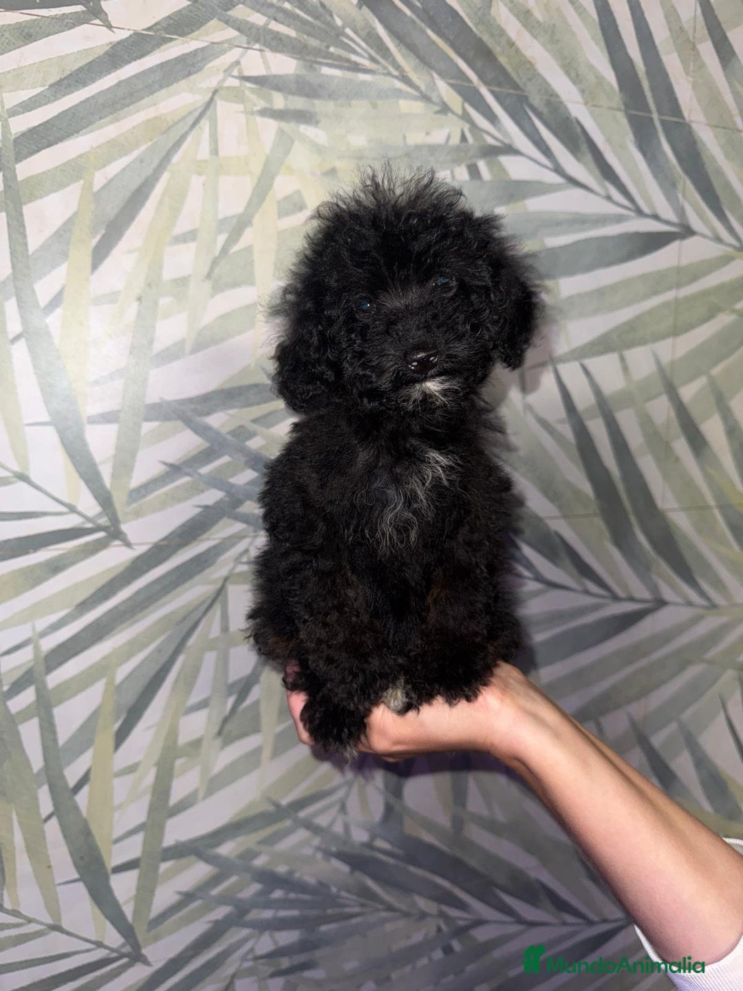 Caniche Toy perros en venta: HEMBRA CANICHE TOY/MINI - Imagen 3