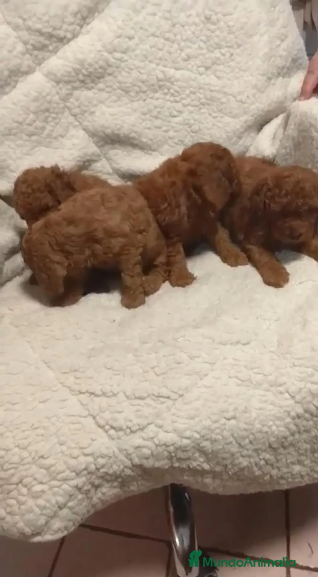 Caniche Toy perros en venta: ‼️‼️CANICHES 50% ASIÁTICOS  - Anuncio 2